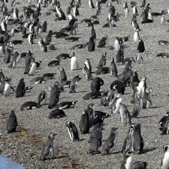 Alternative view of Navegación Pingüinera y Puerto Almanza